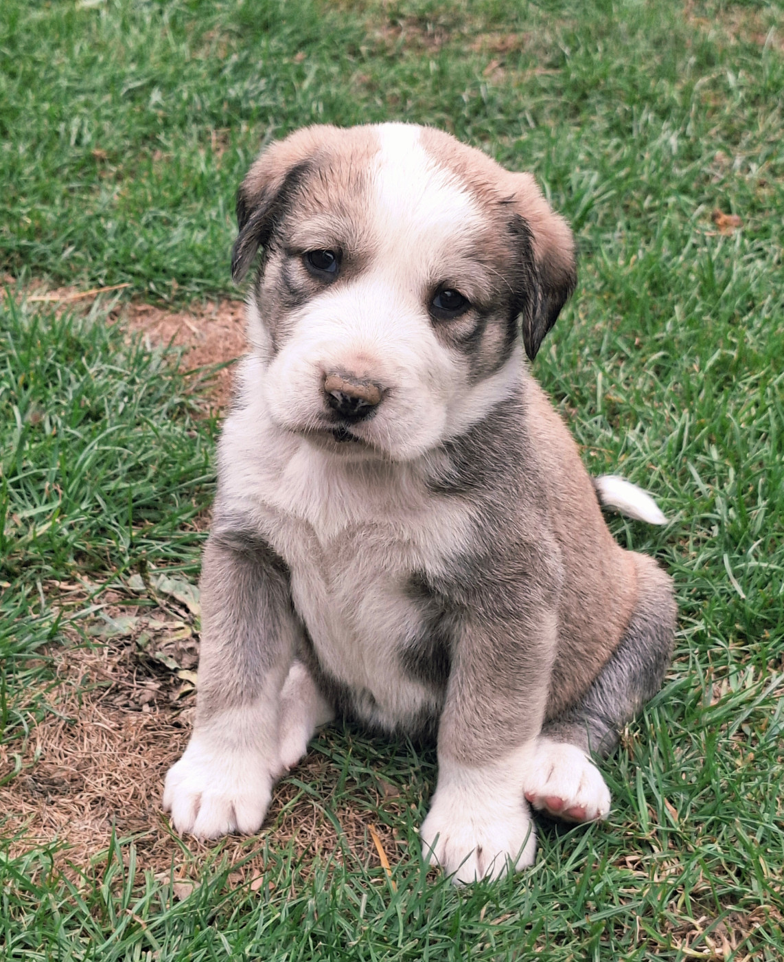 De La Vallée D'Oska - Chiots disponibles - Berger d'Asie Centrale