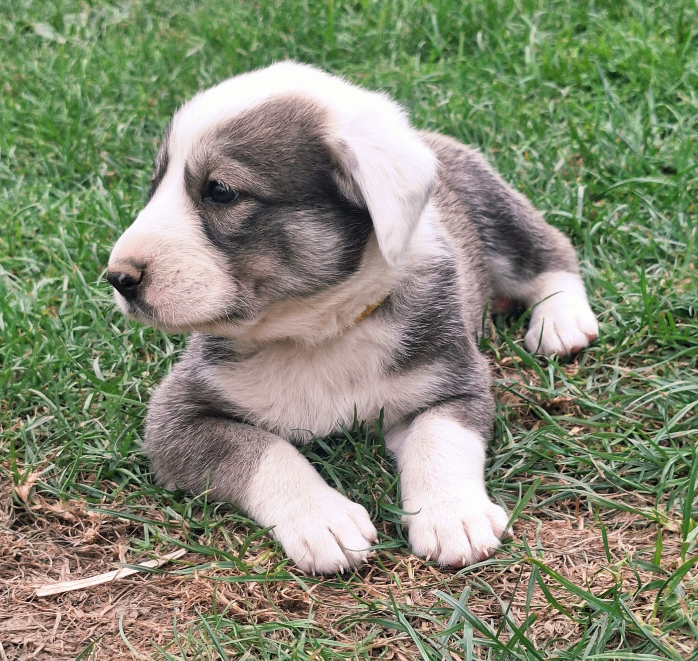 De La Vallée D'Oska - Chiots disponibles - Berger d'Asie Centrale