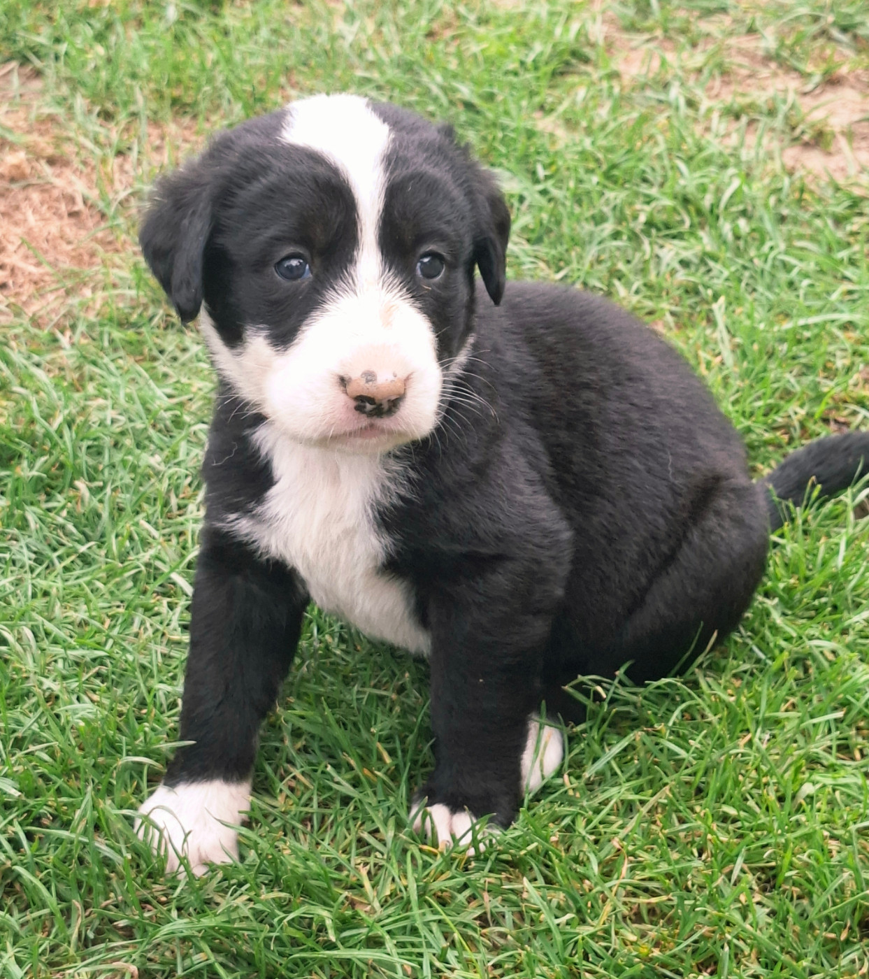 De La Vallée D'Oska - Chiots disponibles - Berger d'Asie Centrale