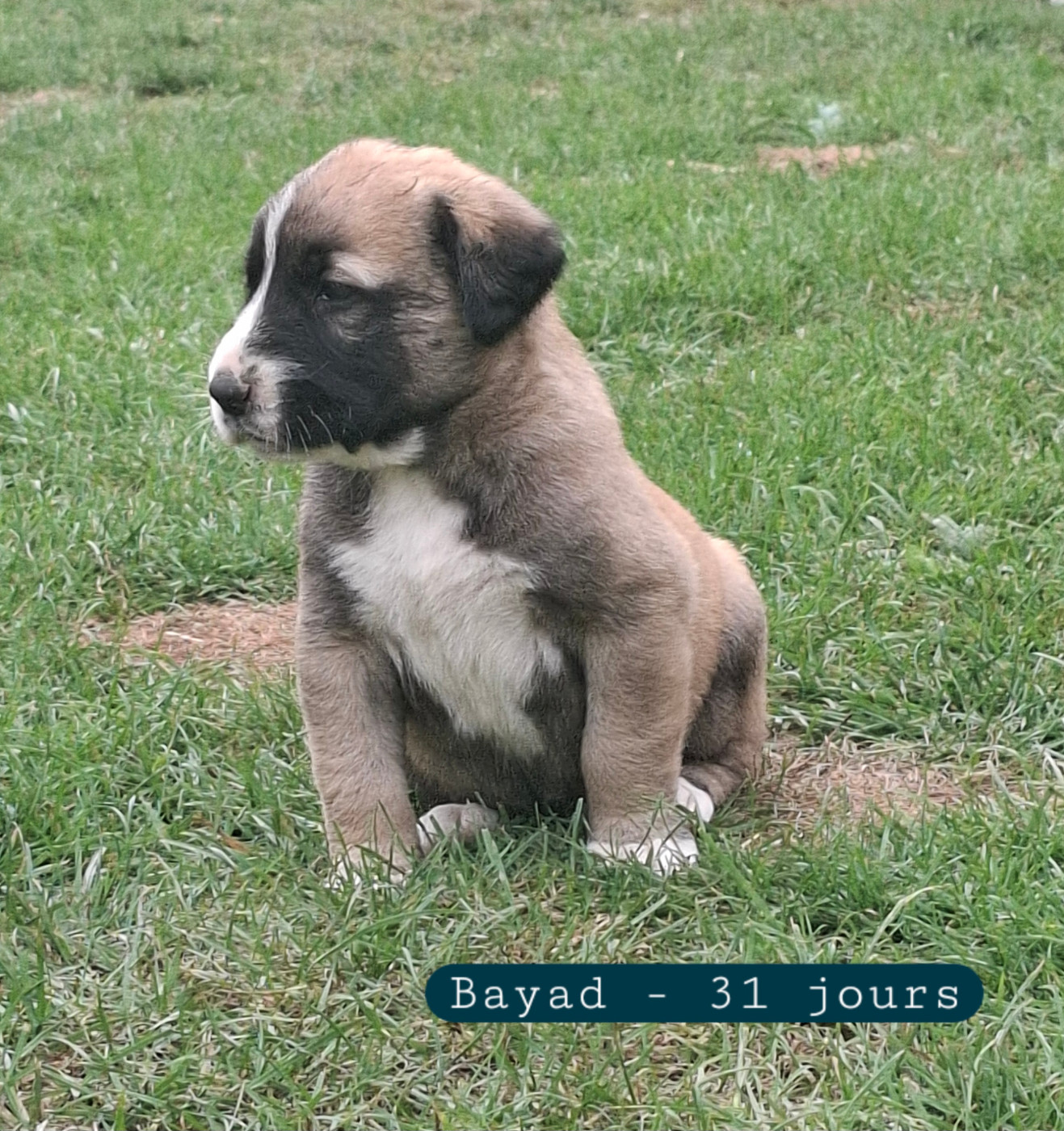De La Vallée D'Oska - Chiots disponibles - Berger d'Asie Centrale