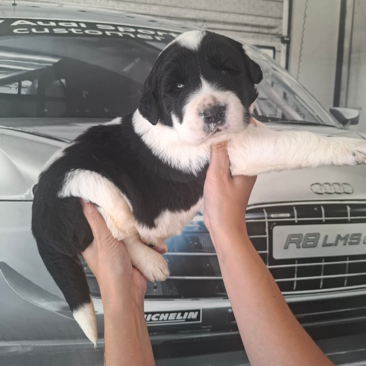 De La Vallée D'Oska - Chiots disponibles - Berger d'Asie Centrale