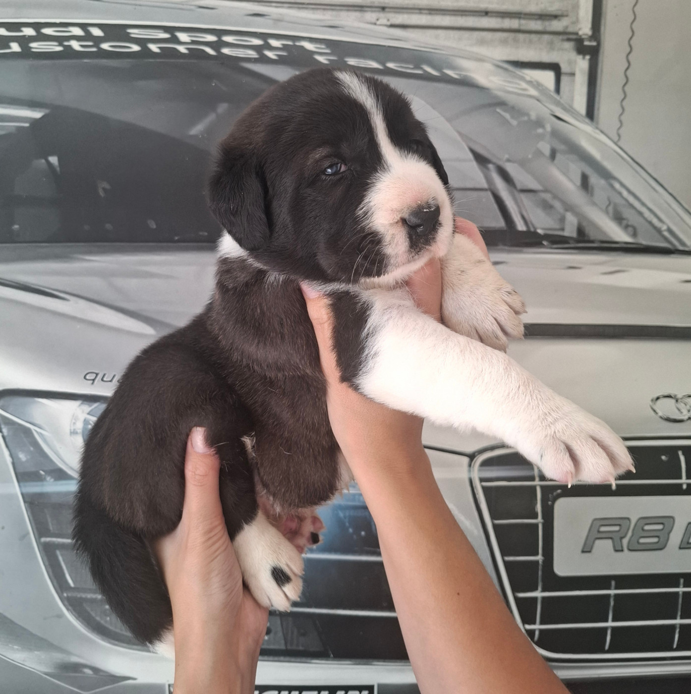 De La Vallée D'Oska - Chiots disponibles - Berger d'Asie Centrale