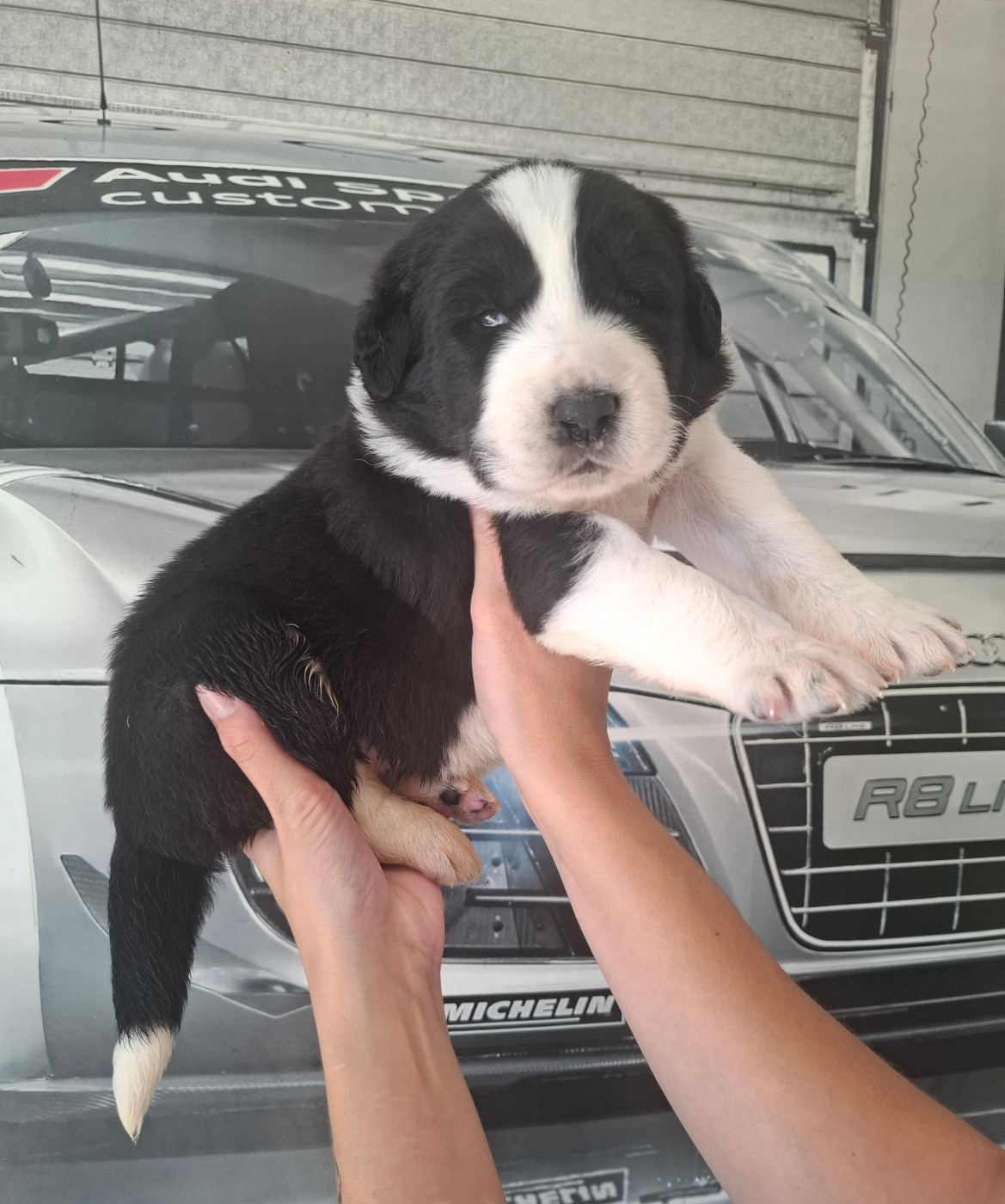 De La Vallée D'Oska - Chiots disponibles - Berger d'Asie Centrale