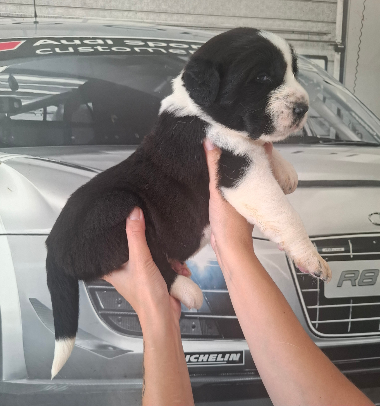 De La Vallée D'Oska - Chiots disponibles - Berger d'Asie Centrale