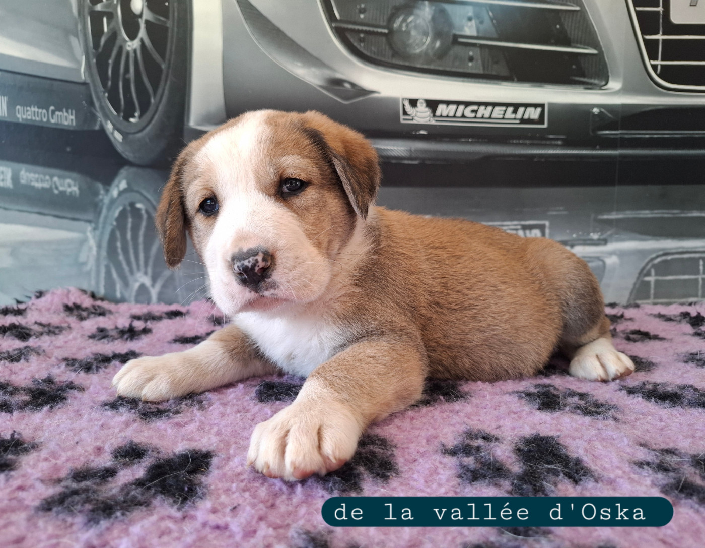 De La Vallée D'Oska - Chiots disponibles - Berger d'Asie Centrale