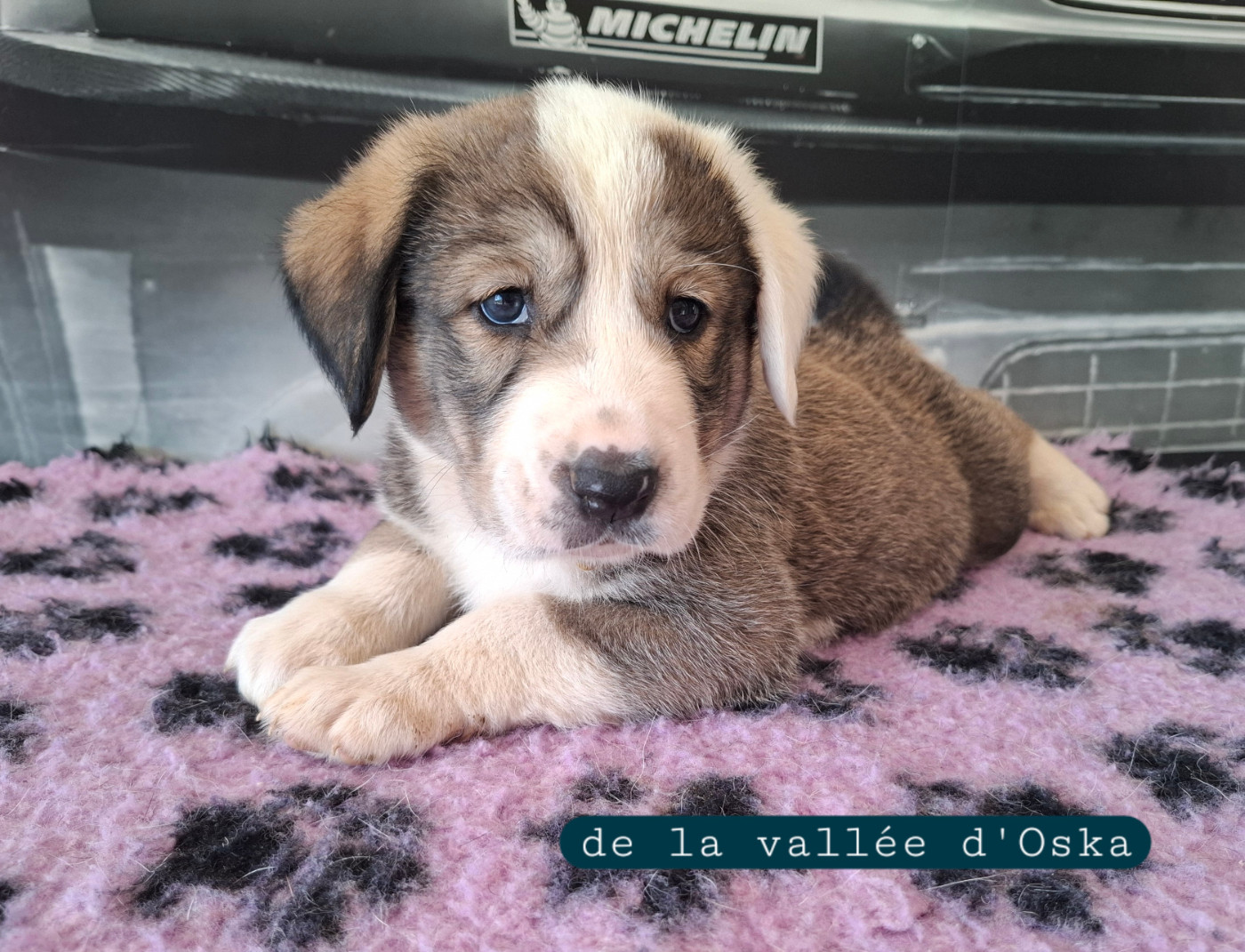 De La Vallée D'Oska - Chiots disponibles - Berger d'Asie Centrale
