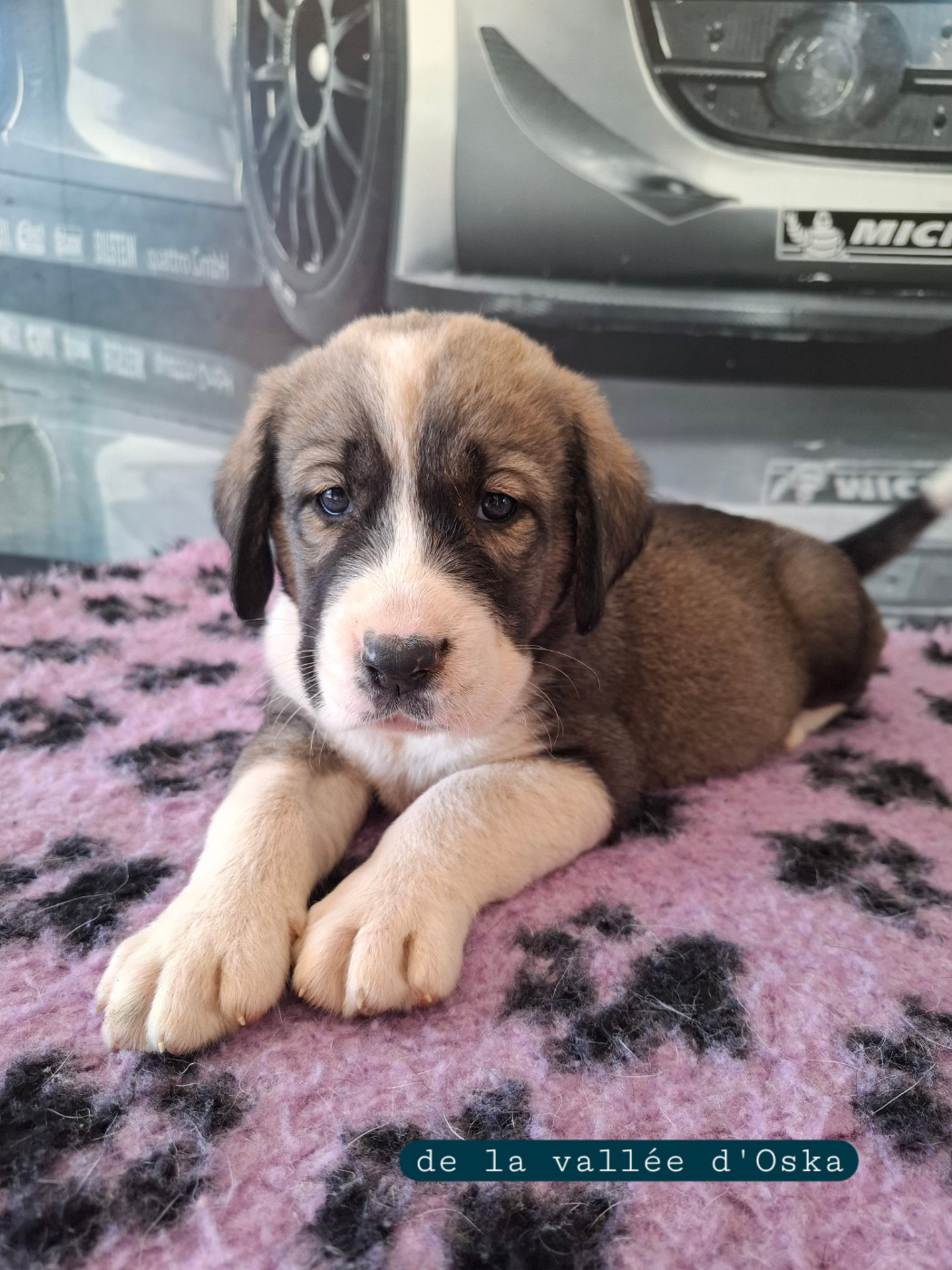 De La Vallée D'Oska - Chiots disponibles - Berger d'Asie Centrale