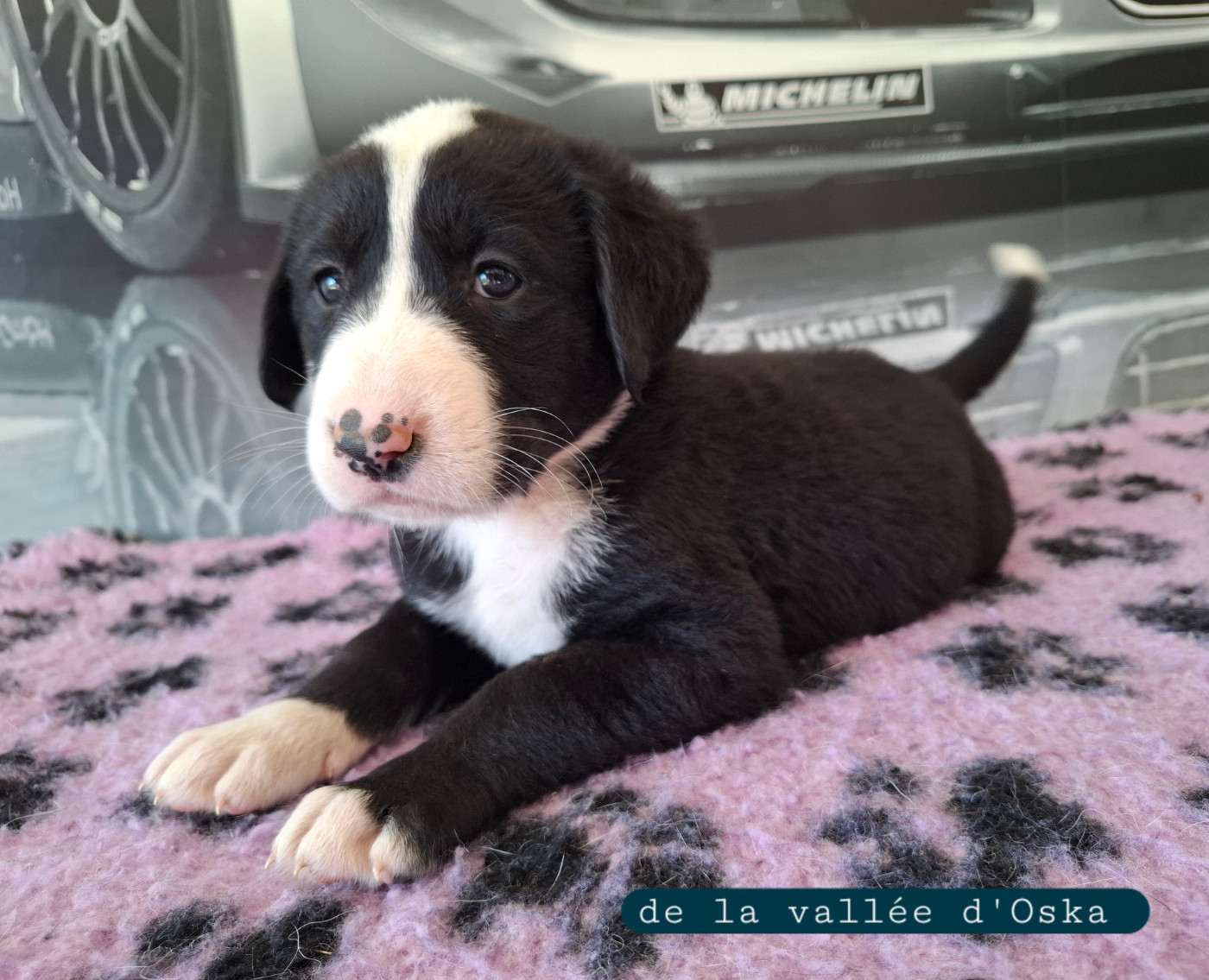 De La Vallée D'Oska - Chiots disponibles - Berger d'Asie Centrale