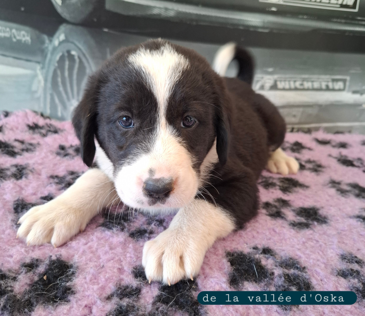De La Vallée D'Oska - Chiots disponibles - Berger d'Asie Centrale