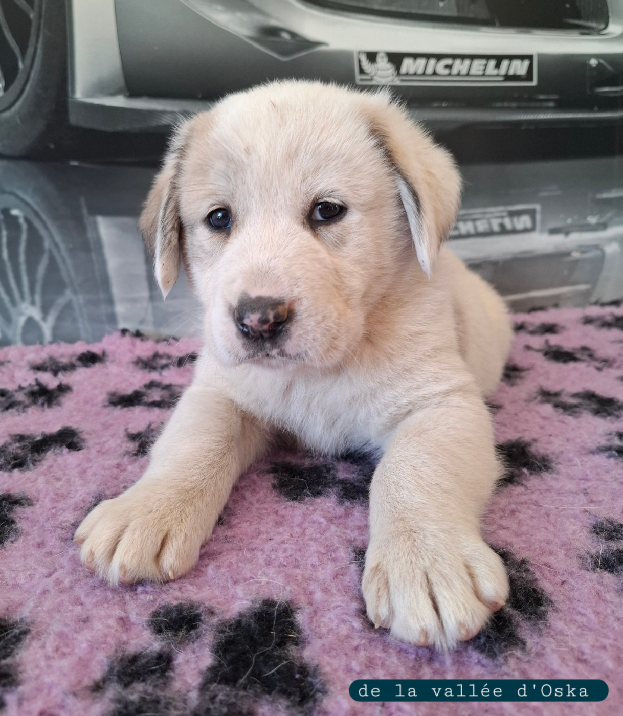 De La Vallée D'Oska - Chiots disponibles - Berger d'Asie Centrale