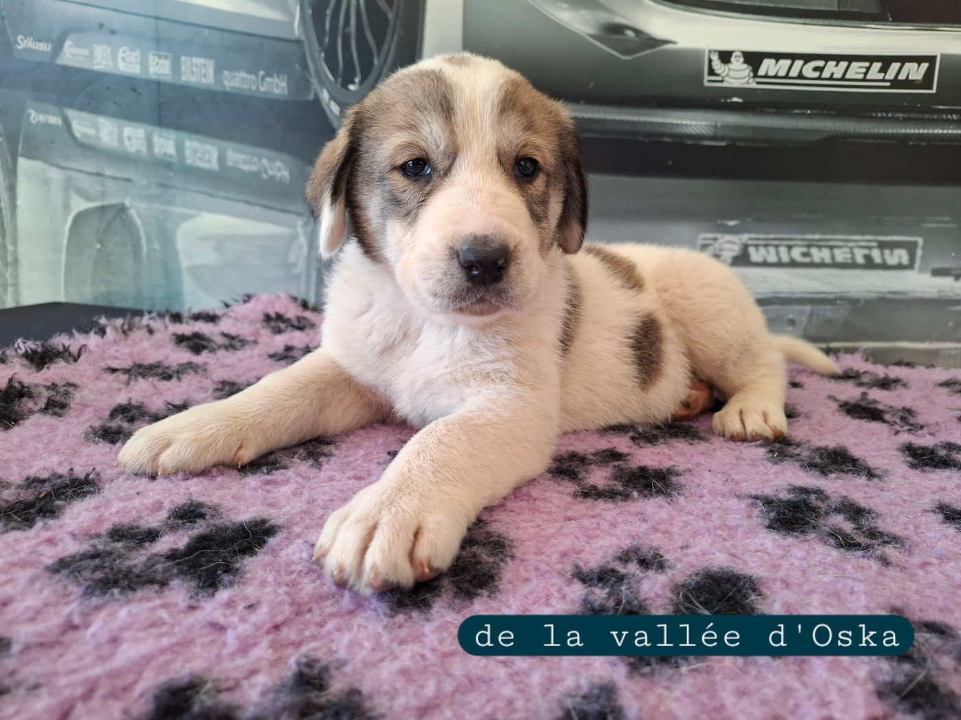 De La Vallée D'Oska - Chiots disponibles - Berger d'Asie Centrale