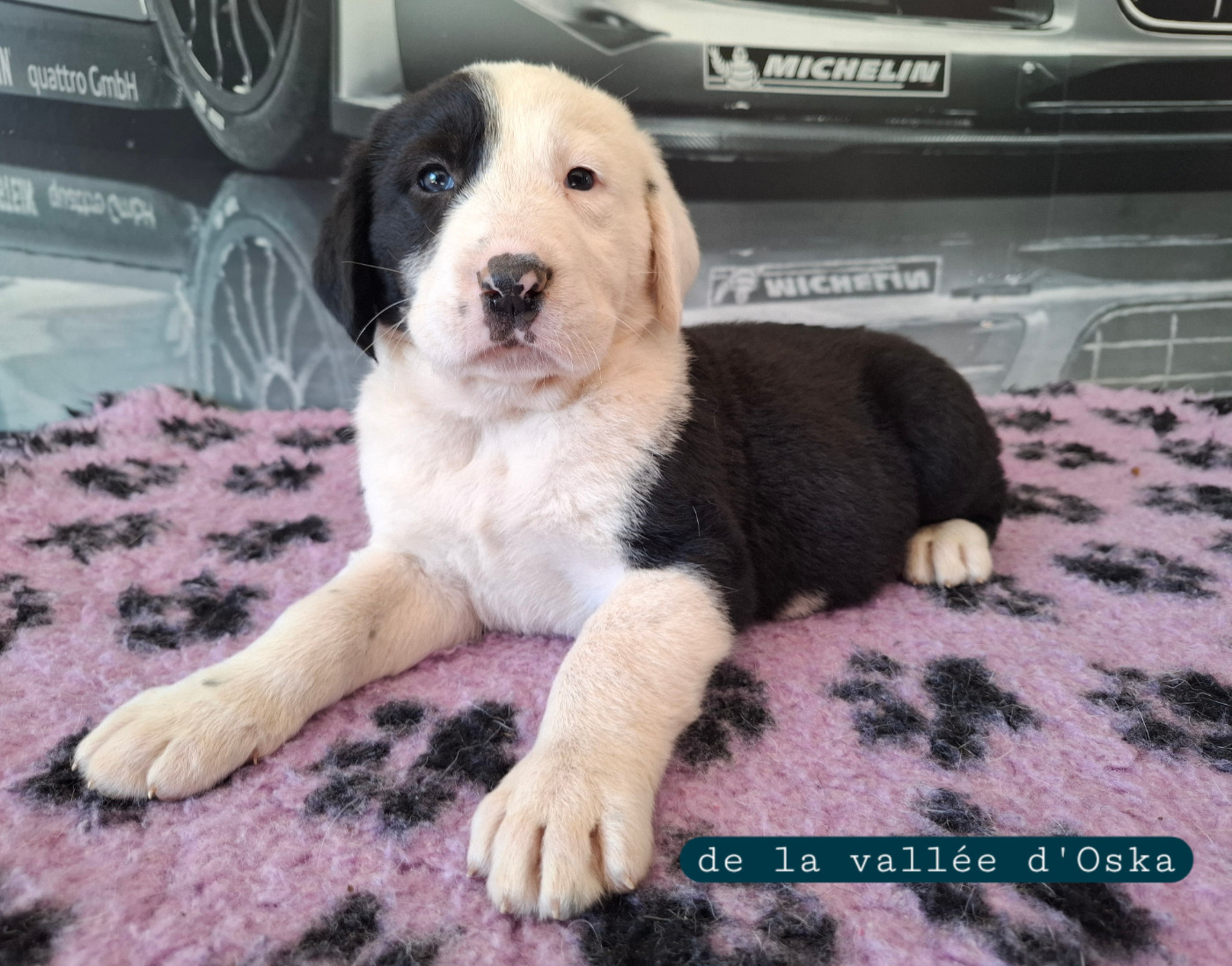 De La Vallée D'Oska - Chiots disponibles - Berger d'Asie Centrale