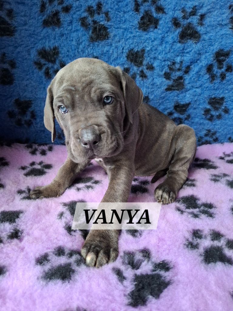 De La Vallée D'Oska - Chiots disponibles - Cane Corso