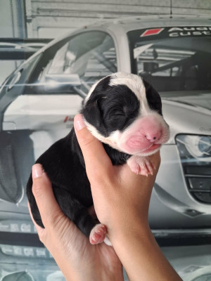 CHIOT 4