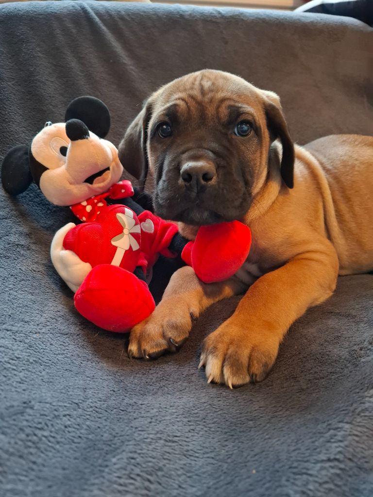 De La Vallée D'Oska - Cane Corso - Portée née le 11/12/2024