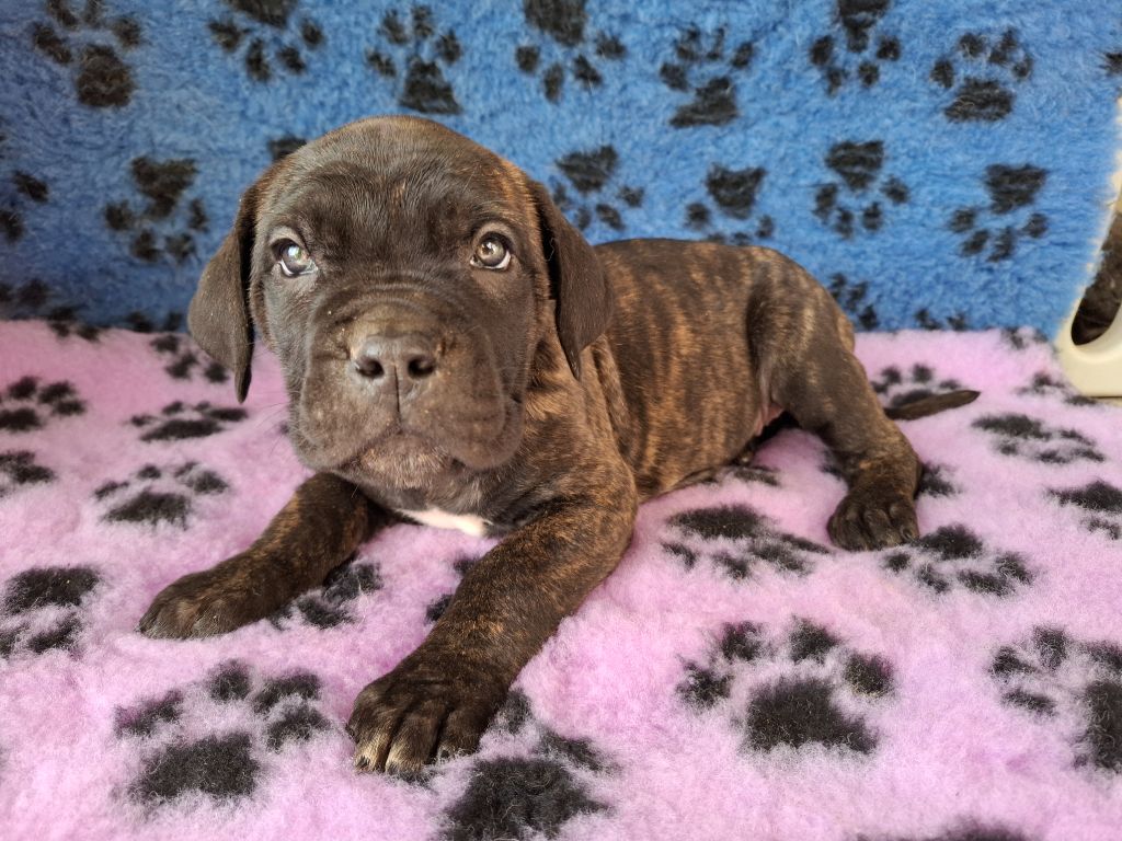 De La Vallée D'Oska - Chiots disponibles - Cane Corso